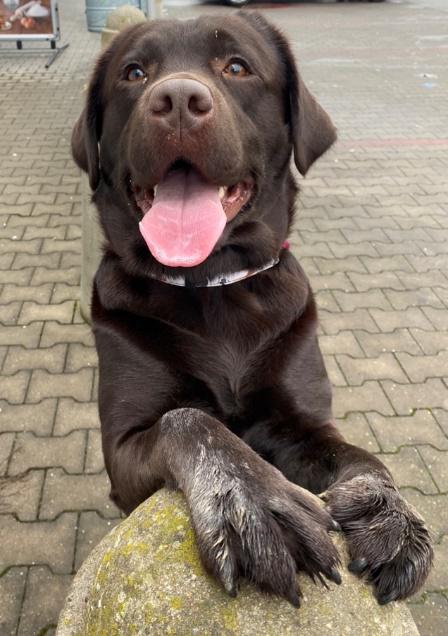 Labrador - přehled