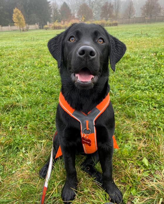 Labrador - péče