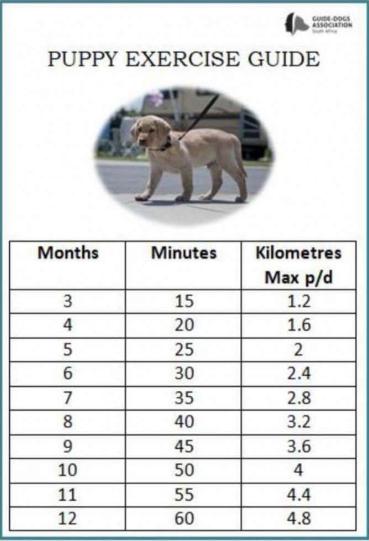 Labrador - procházky se štěňátky