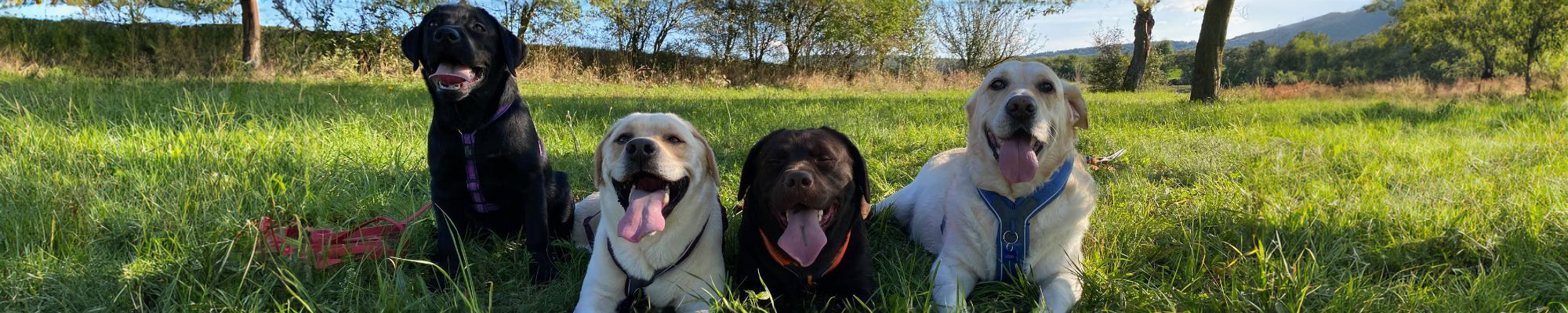 Happy dogs playing