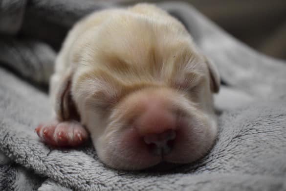 Modrý chlapeček - předběžně rezervovaný